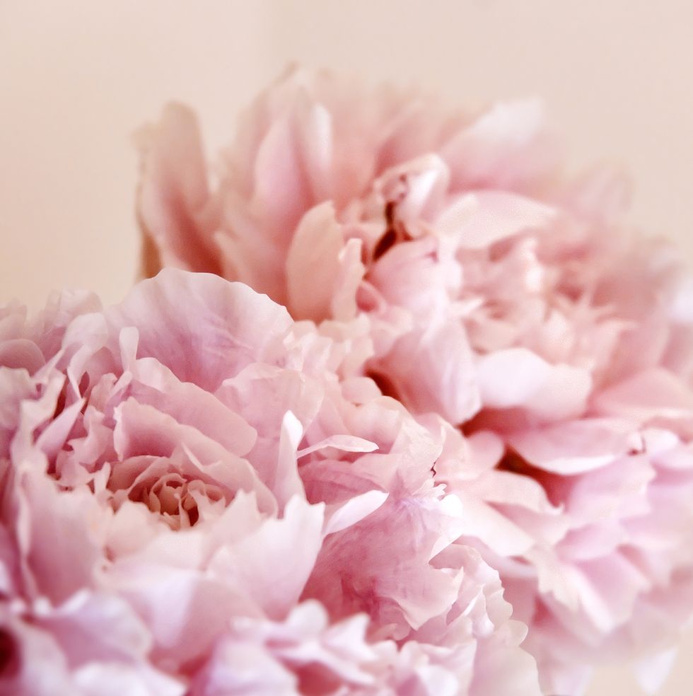 Best Flowers For Occasions - Petals Of Happiness